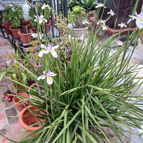 JAPANESE IRIS 10 SEEDS Dietes Iriodiodes Fortnight Lily Evergreen Grass Drought - Picture 9 of 13
